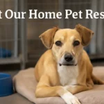 lost our home pet rescue